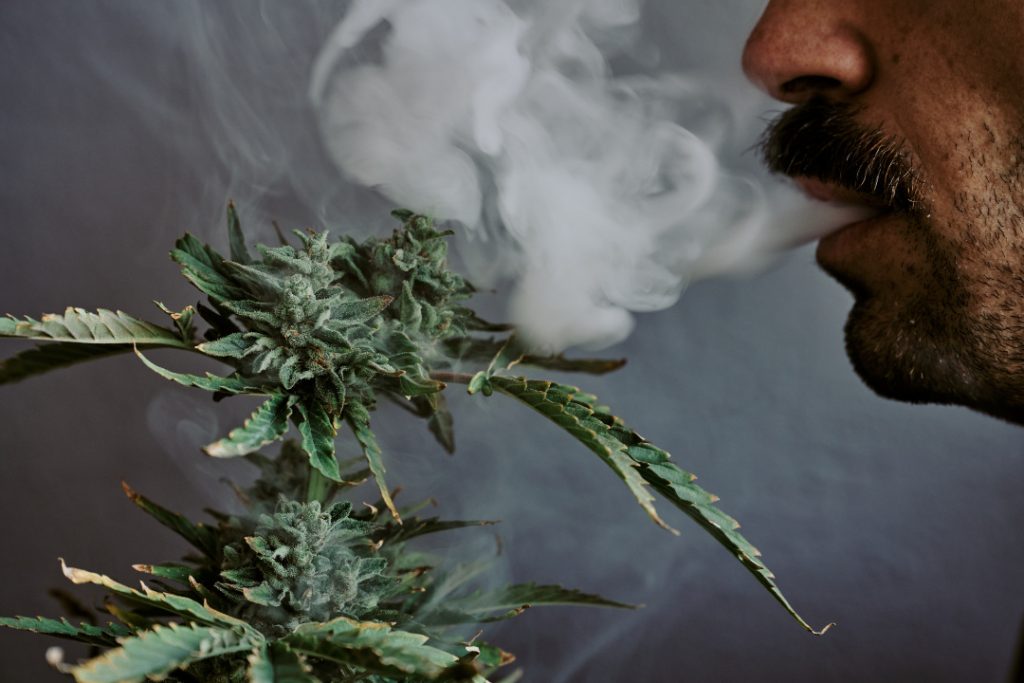 Smokey Leaf